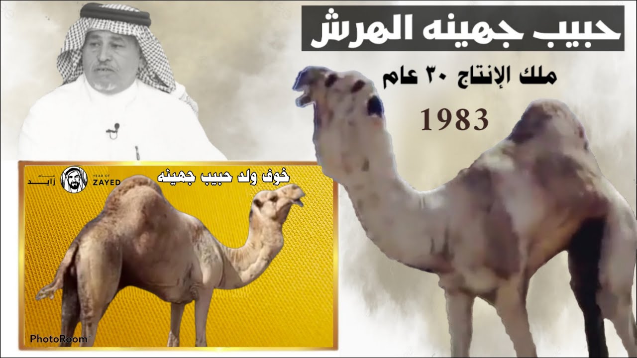 مناخ ترعه 🐪 أقدم مناخ لـ الهجن من 30 عام | نخبة الفحول سلالة حبيب جهينه الهرش