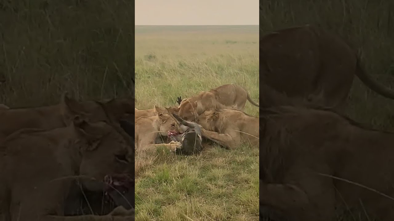 &ldquo;A Moment of Survival: Lions and a Warthog in Maasai Mara | African Wildlife