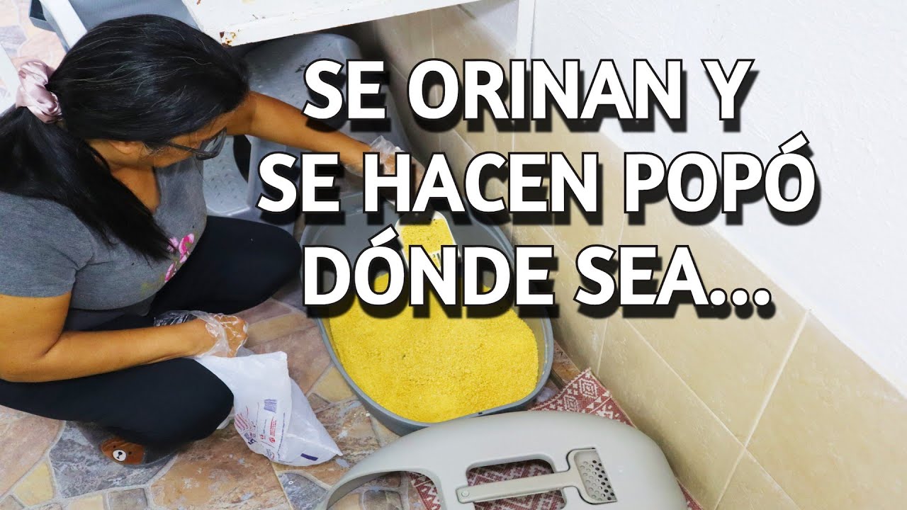CÓMO EVITAR QUE TUS MASCOTAS HAGAN POPÓ Y SE ORINEN DENTRO DE TU CASA Y EN LA PUERTA DE LA CALLE.