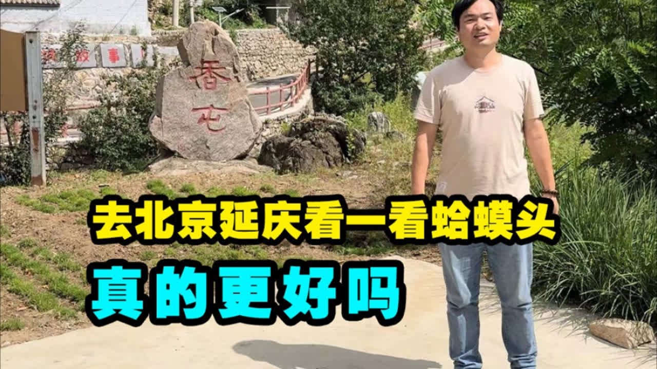 去北京延庆看看蛤蟆头文玩核桃，真的比其他产区优秀吗
