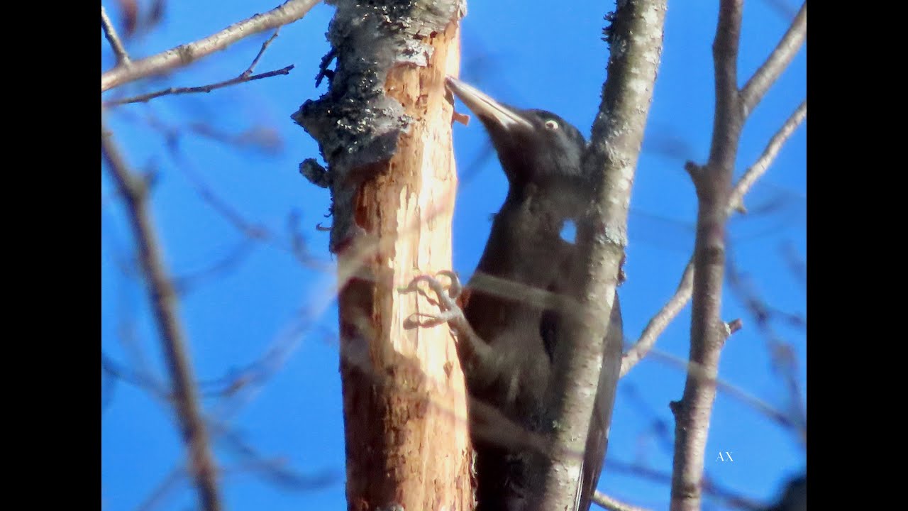 spillkr&aring;ka  - Dryocopus martius - black woodpecker