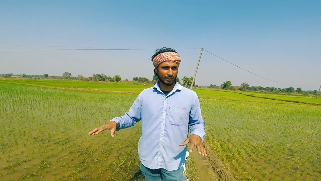 ধান জমিতে আগাছা নাশক অবশ্যই দিতে হবে।।#agriculture #farming #villagelife #hardwork #gardening 
