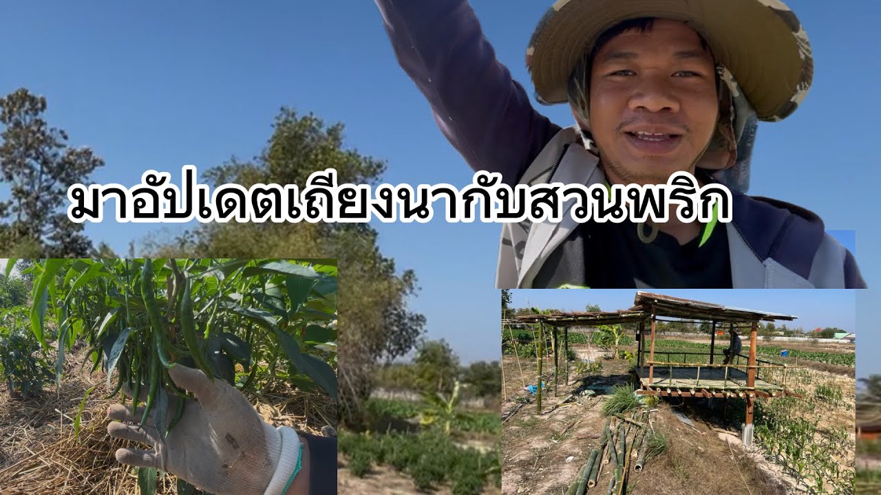 มาอัปเดตเถียงนากับสวนพริก ￼