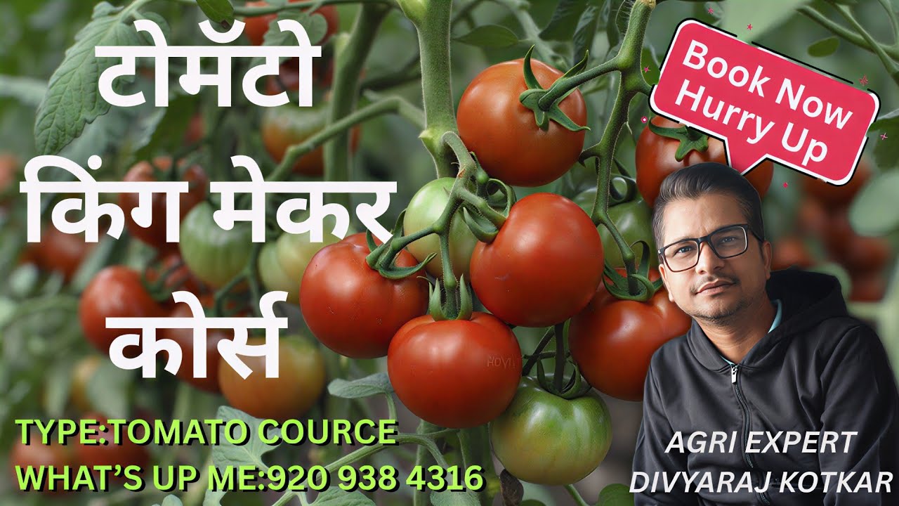 ऐसा मौका सालों मैं एक बार आता हैं Tomato king maker course