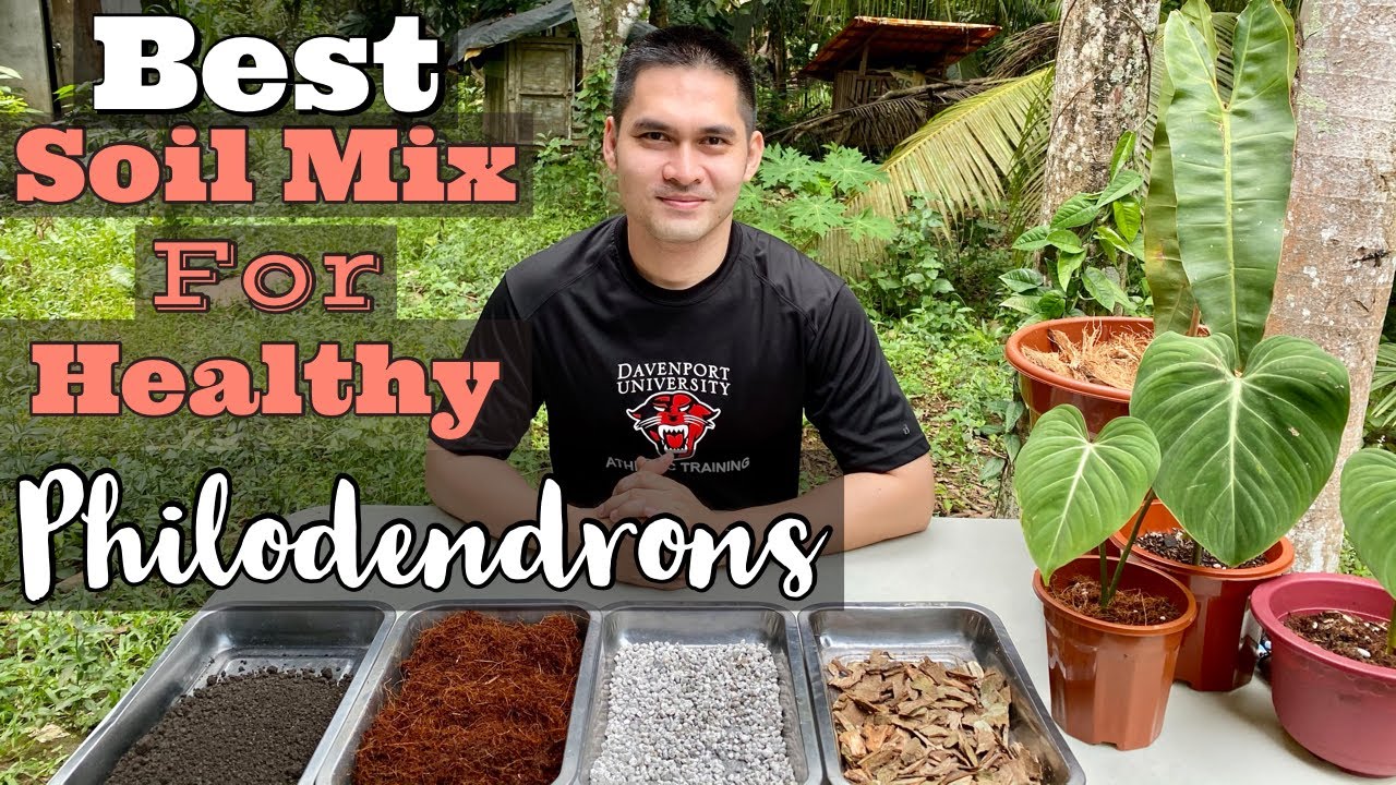 SOIL MIX FOR HEALTHY PHILODENDRONS AND REPOTTING MY PHILODENDRON BURLE MARX