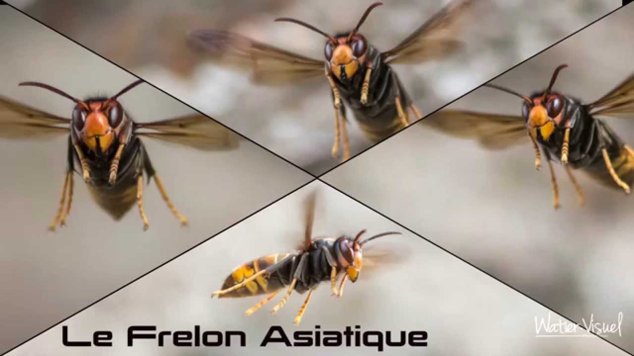 R&eacute;alisation Films vid&eacute;o Documentaire Nature , Frelon Asiatique attaquant un essaim d'abeilles