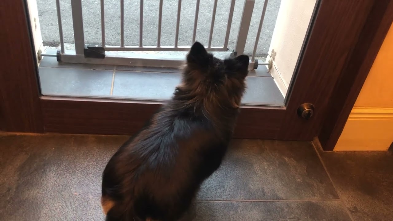 ラズちゃんと遊ぶ♪