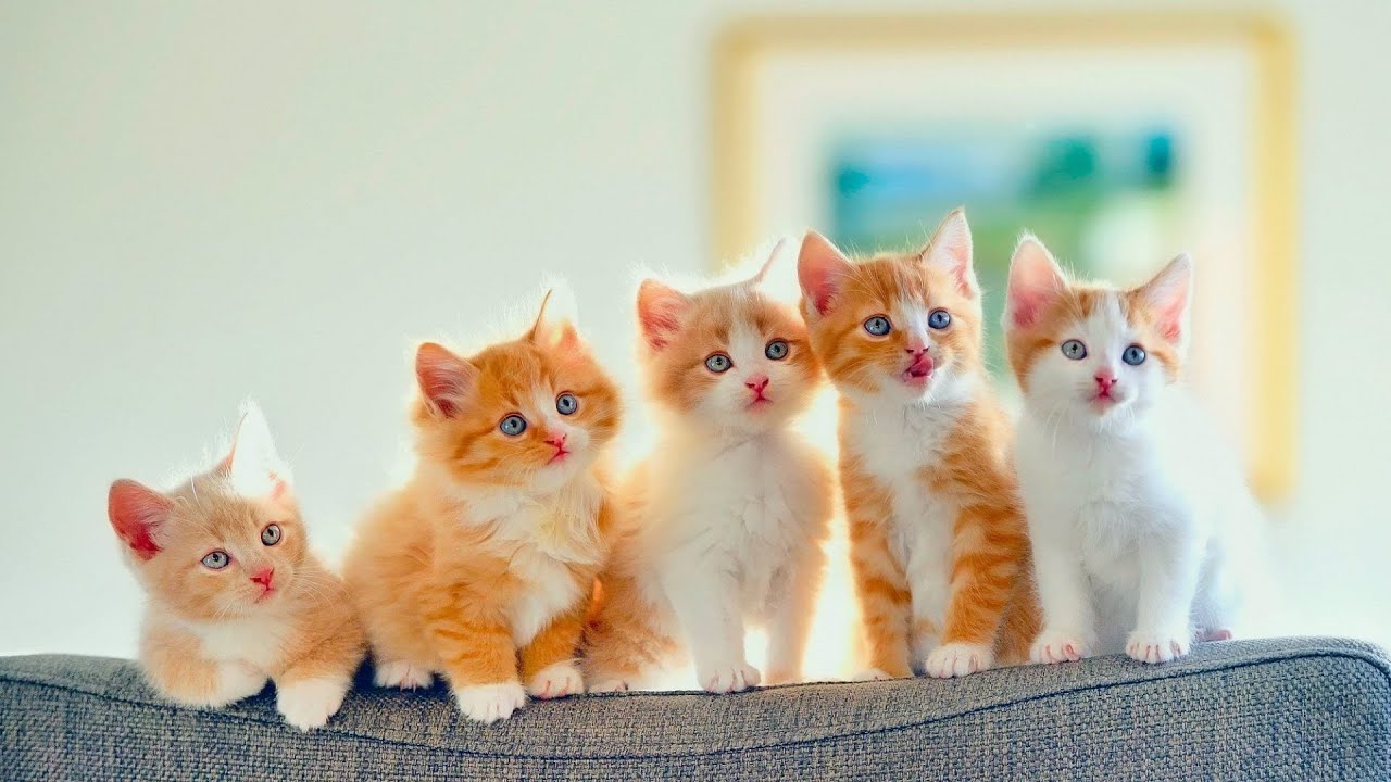 Cute Pets And Funny Animals Compilation Pets Garden Милые Домашние Животные И Забавные Животные 2021