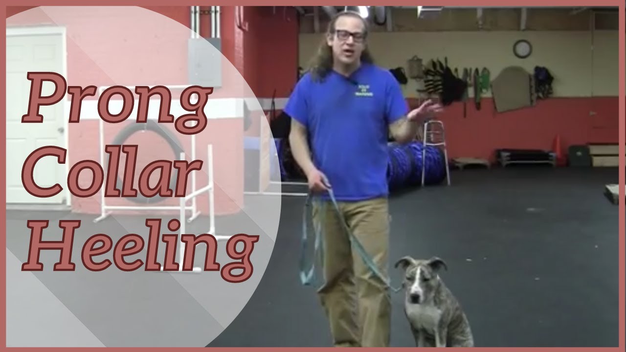 Prong Collar Heeling with Prong Collar Dance - How To Dog Training