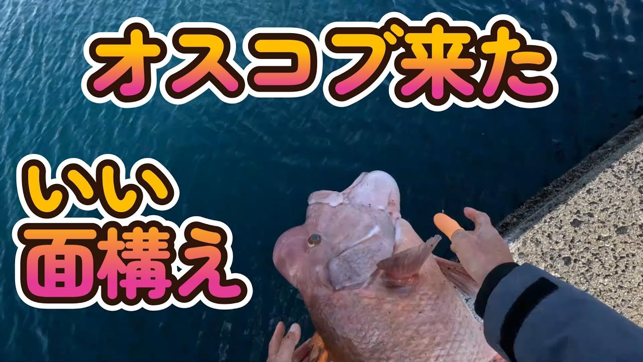 【四国遠征愛媛編】西予でオスコブ狙い、気配感知！やはり来ていた。