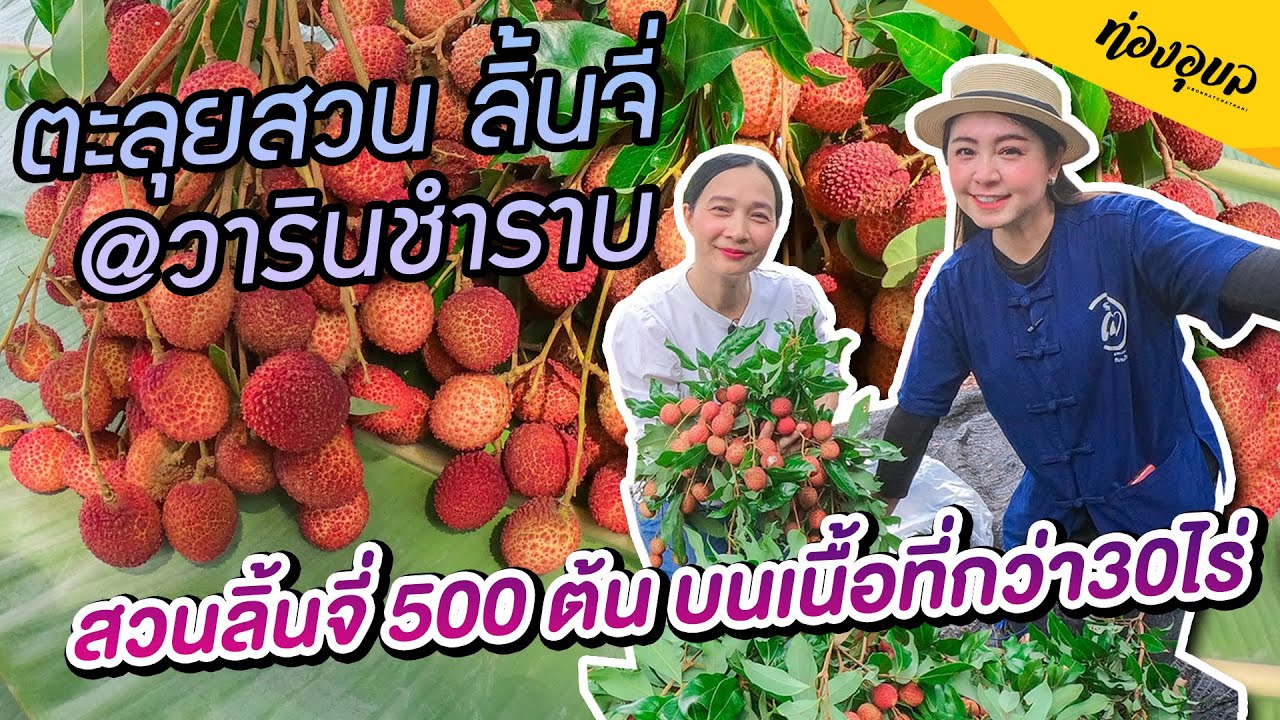 สวนลิ้นจี่​ 500​ ต้น​ บนเนื้อที่กว่า30ไร่ #ท่องอุบล #สวนลิ้นจี่