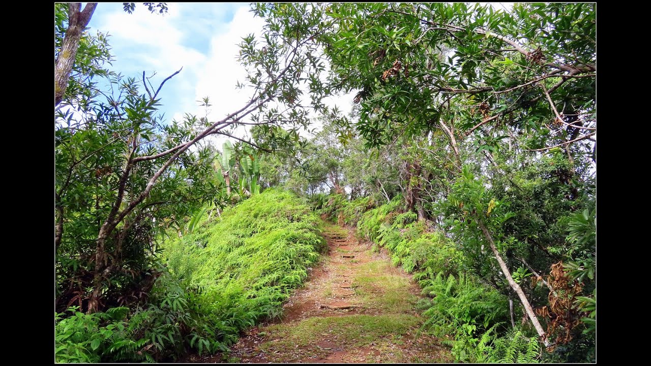 Ile de la Réunion,St Benoit,forêt Ravenales