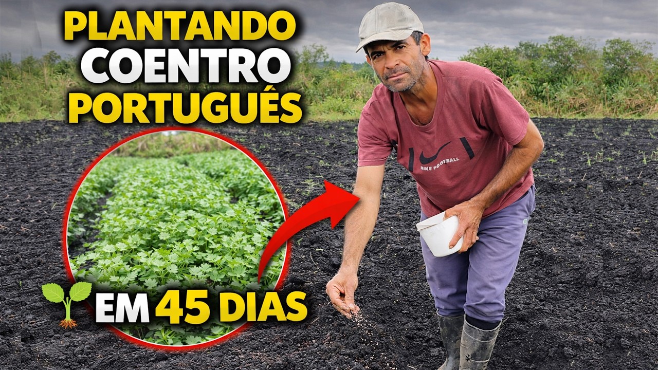 AGRICULTOR PLANTANDO COENTRO PORTUGUES - Esse vai ser colhido com 45 dias
