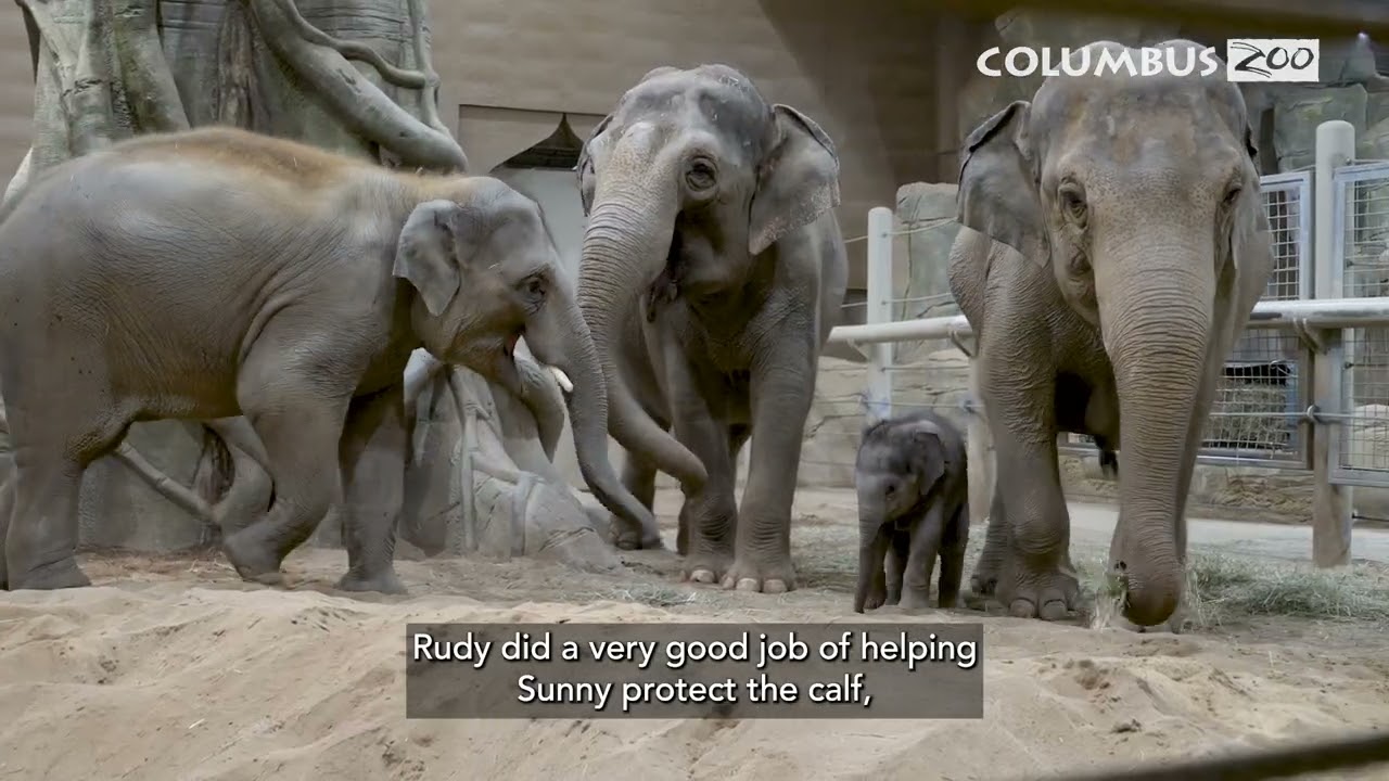 One Month With Sunny’s Calf