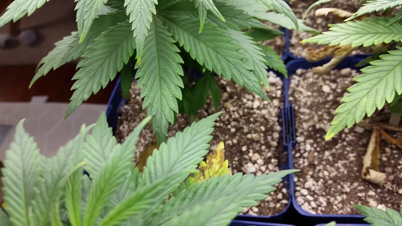 Skunk Berry Seedlings Day 35