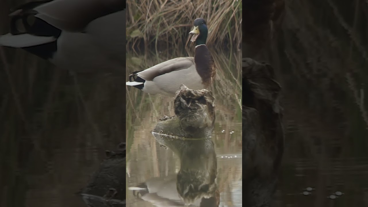 NAUGHTY BY NATURE. #nrg #nature #relaxation #tranquility #meditation #shorts  #stressrelief #duck