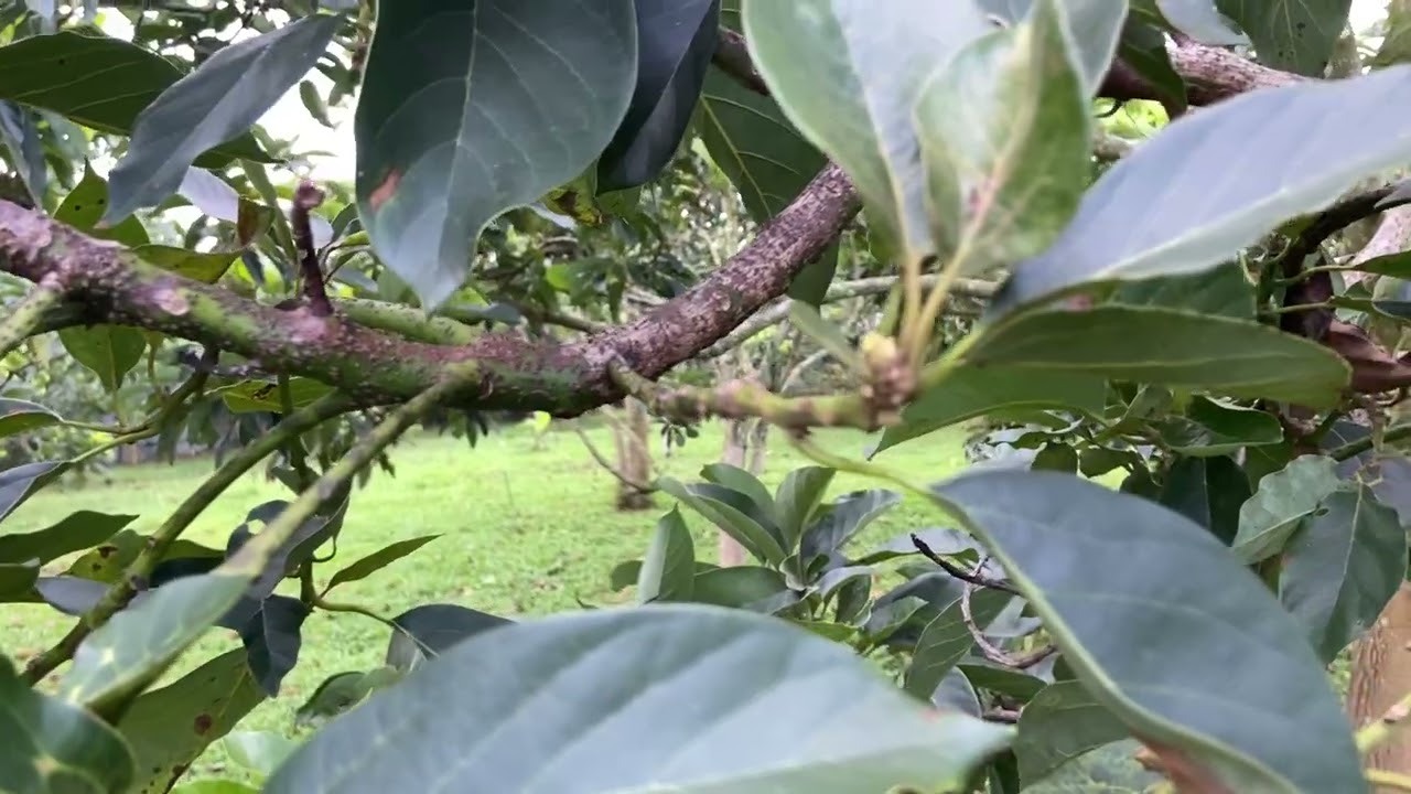 Làm bông bơ 034 siêu sớm , trái mùa.cần lưu ý. Vườn bơ 034 dậu loan..