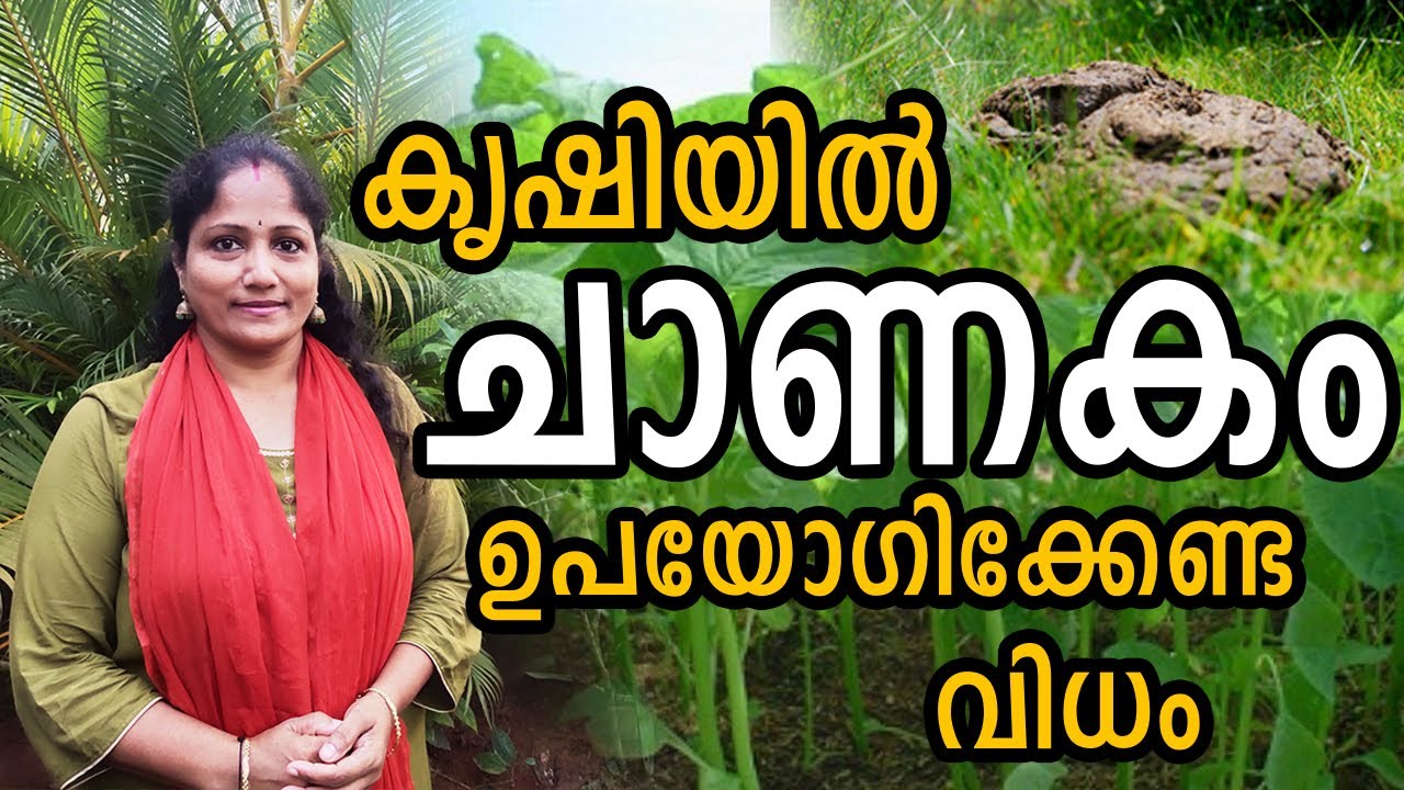 കൃഷിയിൽ ചാണകം ഉപയോഗിക്കേണ്ട വിധം | How to use cow dung for Krishi (Agriculture)