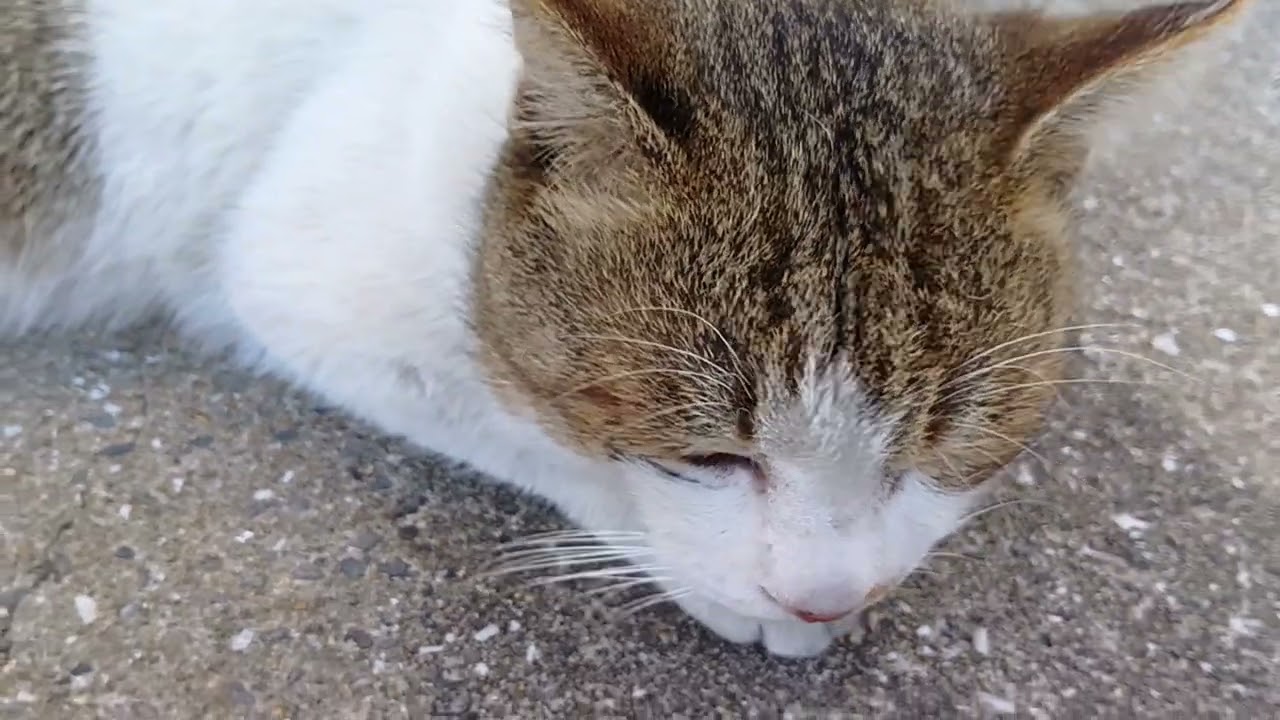 猫がひなたぼつこしてます。パート1