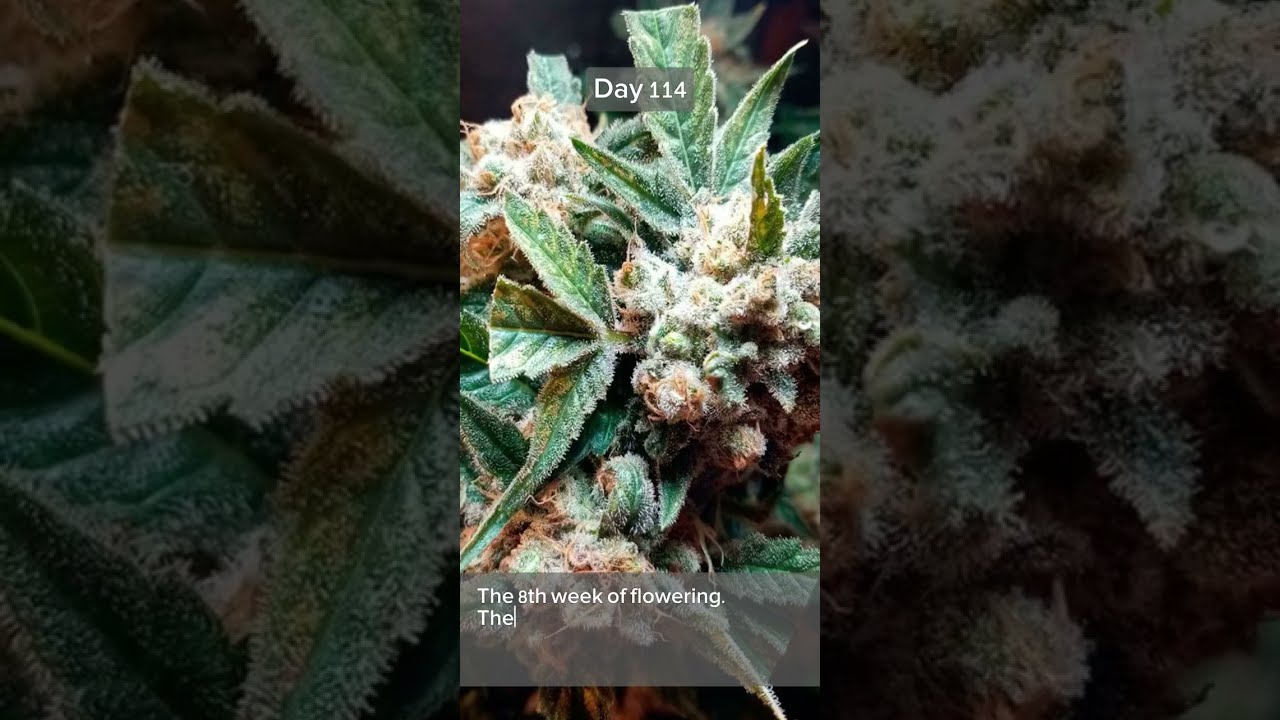 AK47, Amsterdam Seeds