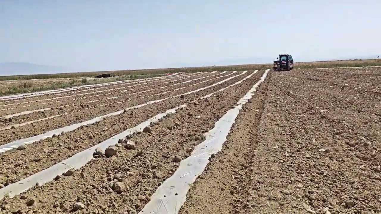 bu tarihte kavun ekilirmi