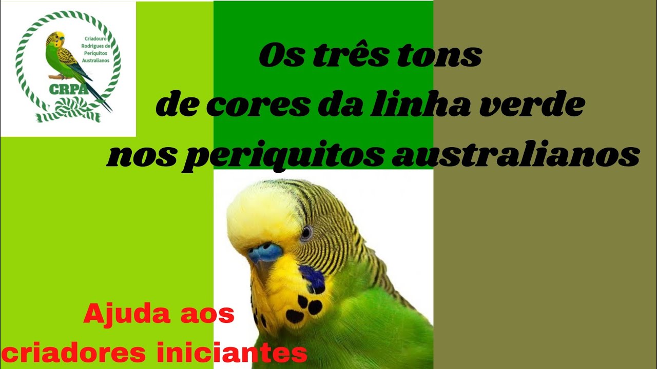Ajuda aos criadores iniciantes: Os três tons de cores da linha verde nos periquitos australianos