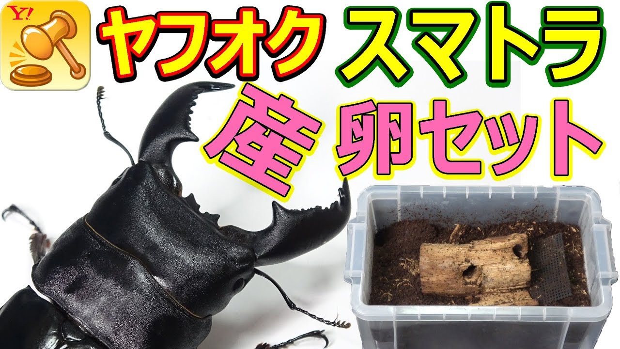 【ヤフオクで落札！】スマトラヒラタクワガタ  産卵セット  成功！？ヒラタクワガタ　割り出し