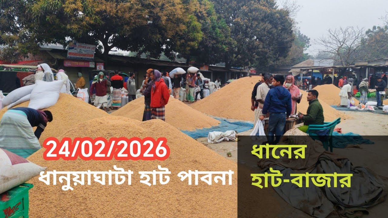 24 February 2026 আজকের ধানের বাজার দর। Paddy rice market price rate in pabna Bangladesh 