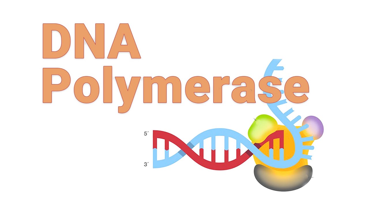 DNA Polymerase | DNA synthesis | Discovery & History