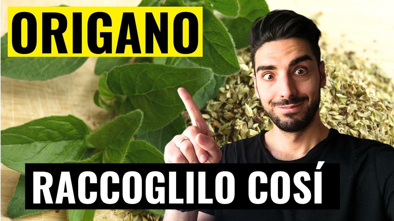 ORIGANO: Come e Quando RACCOGLIERLO per farlo ESSICCARE! | Prova questo!