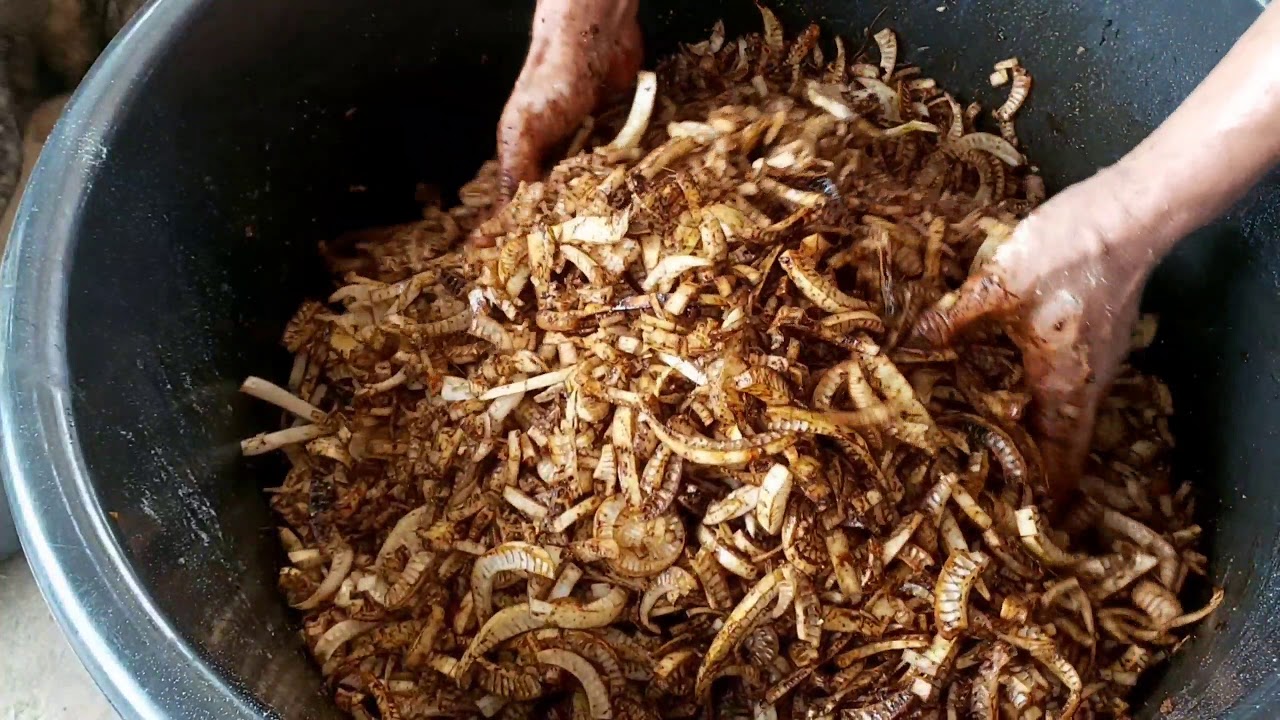 วิธีการหมักหยวกกล้วยเพื่อใช้เป็นอาหารสัตว์ ช่วยลดต้นทุน ไก่โตเร็วสุขภาพแข็งแรง