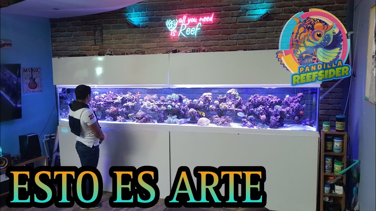 ACUARIO MARINO DE 4 METROS DE LARGO CON UN ARTSCAPE (Los bellos acuarios de CARLOS SALAZAR)🐠🦀