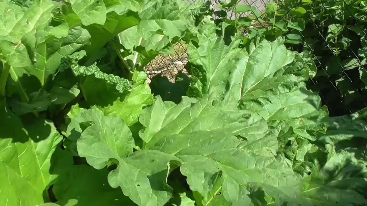 Rebarbora / Reveň kadeřavá. Vše, co potřebujete vědět. Rebarborový koláč.