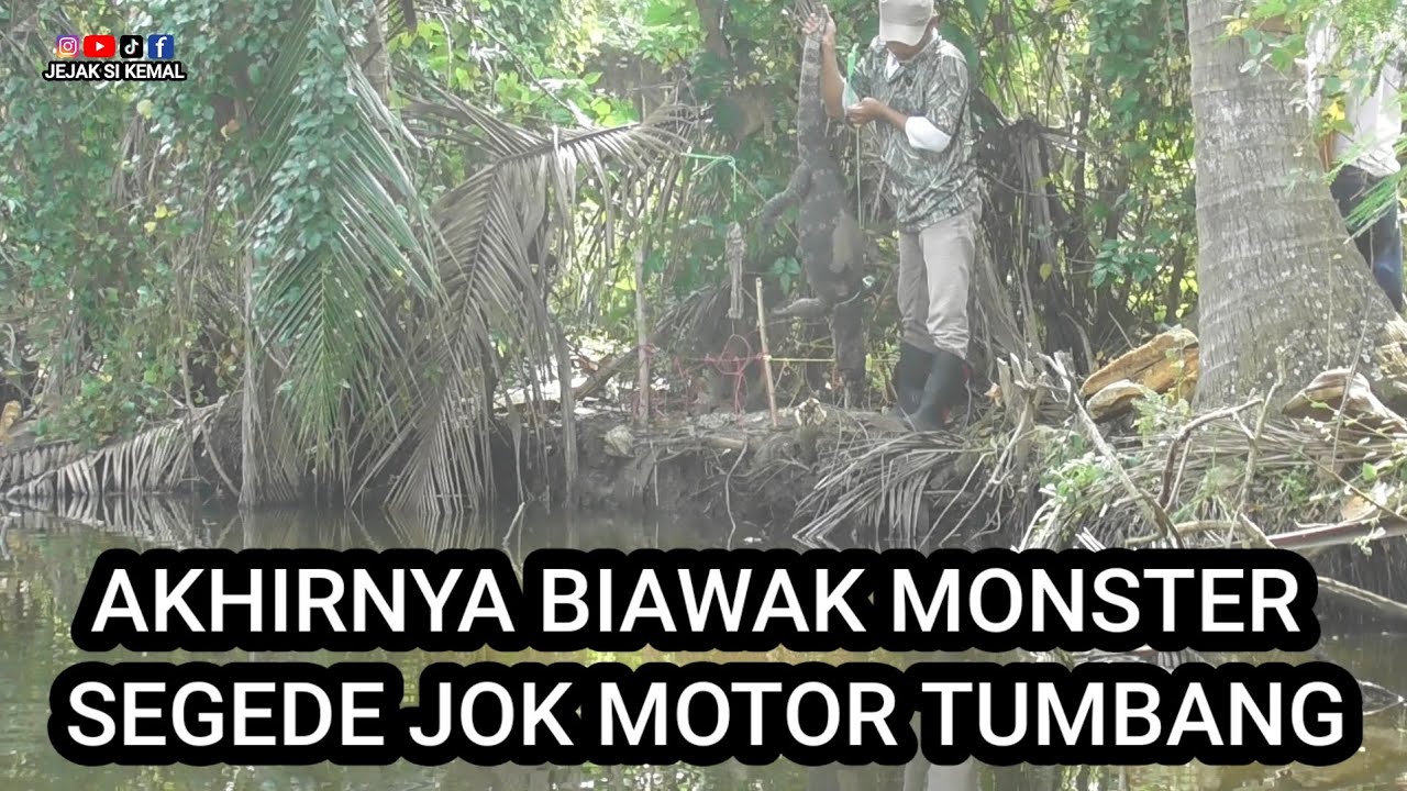 Akhirnya biawak monster segede jok motor tumbang juga