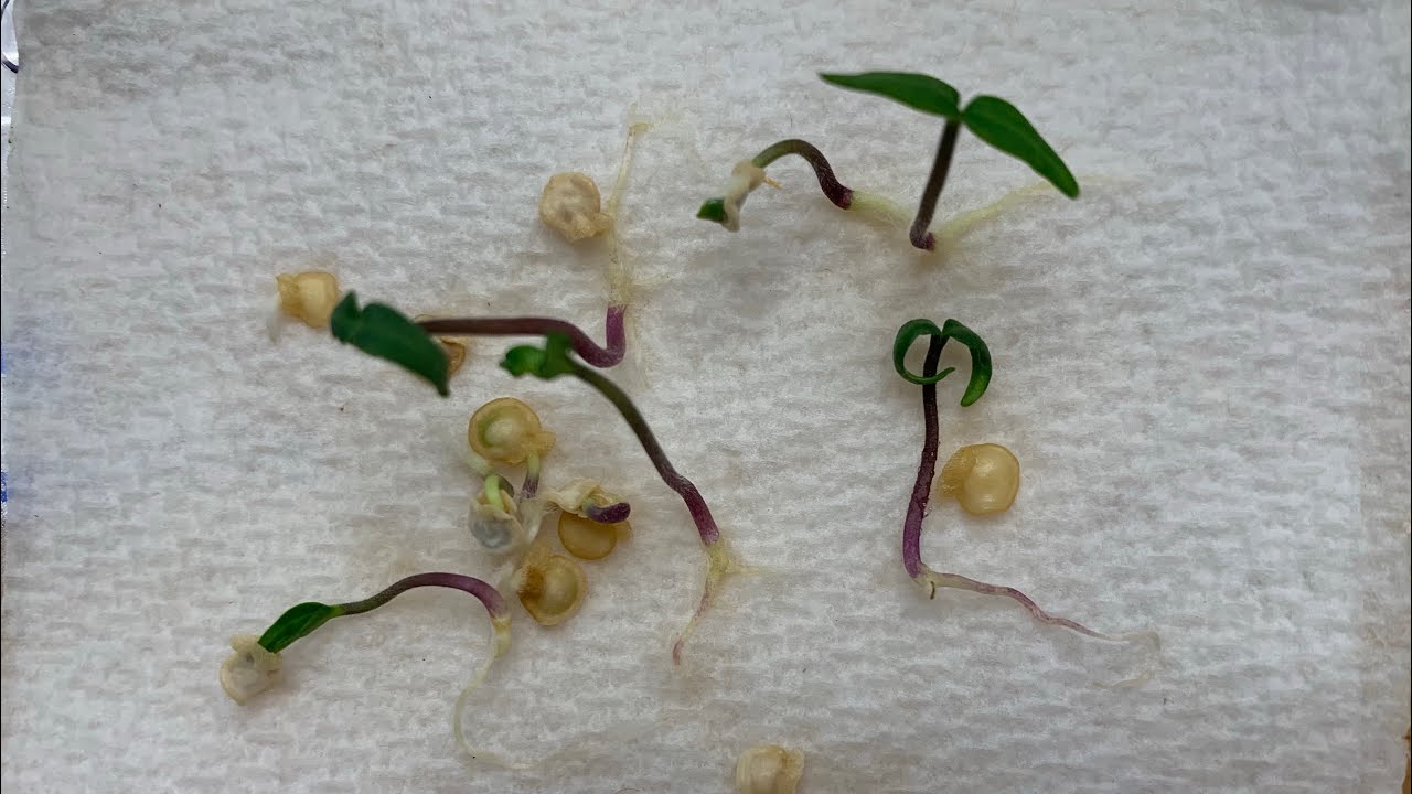 Paper Towel Method for Germination of Pepper Seeds (and most other veggie seeds)