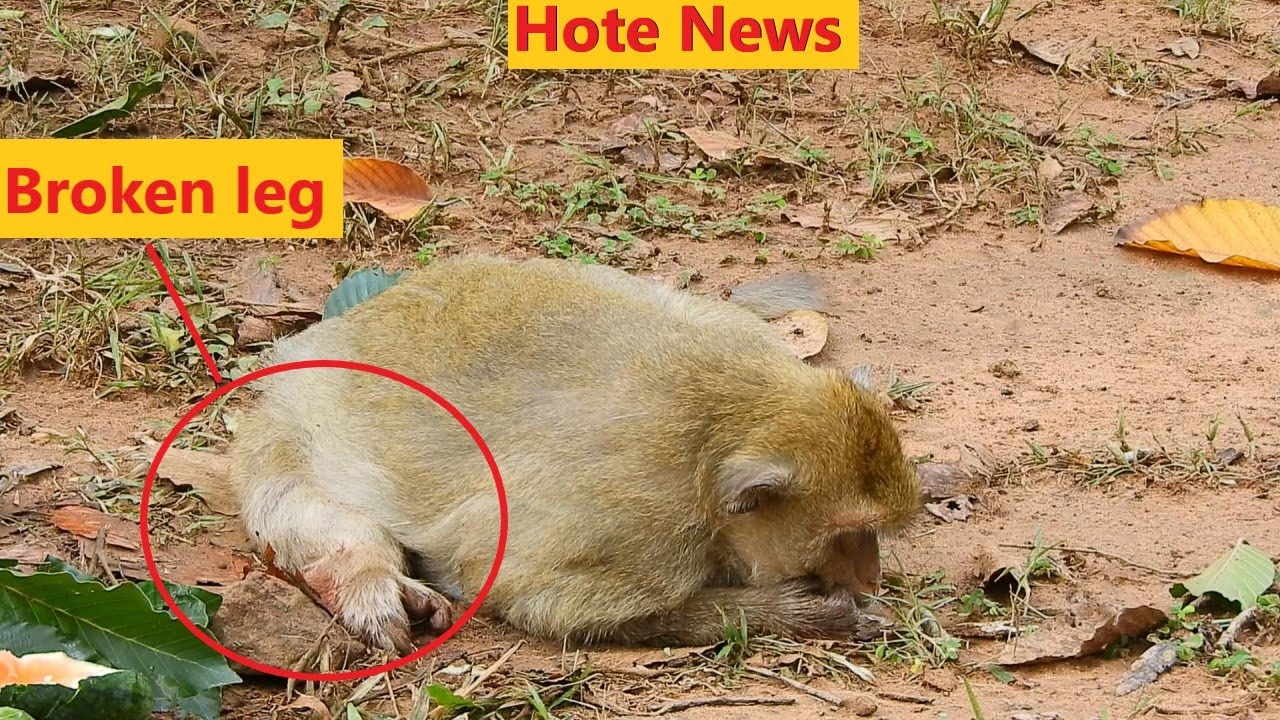 Hot News..!! Need to Rescue..!! Monkey Bridget And Her Baby Brandi Falling Down From A Big High Tree