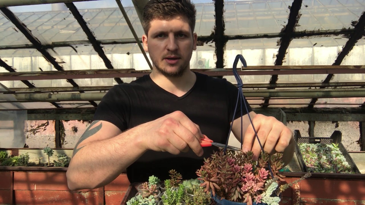 Очиток (Sedum) - самый доступный и распространённый суккулент