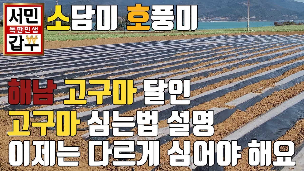 소담미 호풍미 똑같이 심을까 ?해남고구마달인 고구마 심는방법 원리를 알면 농사 대박나요 잘못된 정보에 낭패보지말고 꼭보세요 010-5225-9040