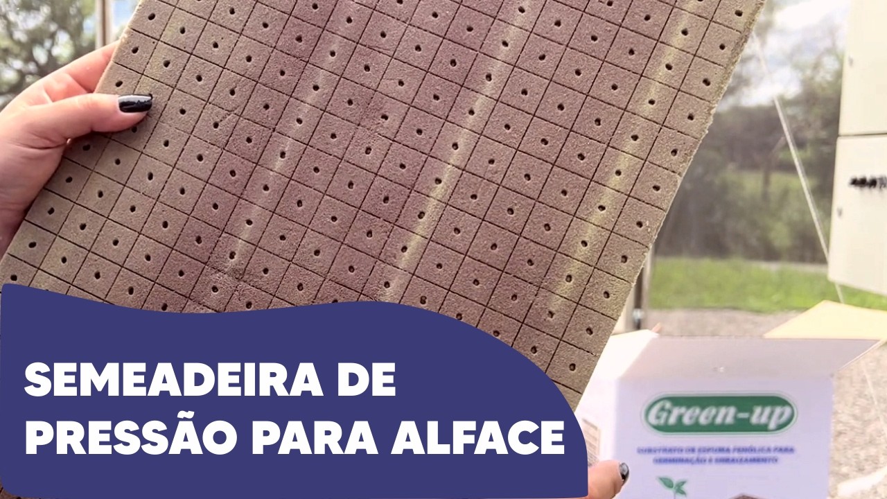Semeadura de alface peletizada com semeadeira de pressão.