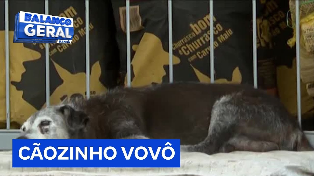 Cachorro consegue chegar aos 20 anos e conquista fãs no interior de São Paulo