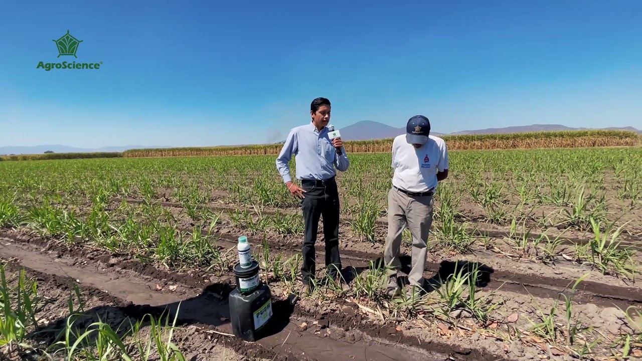 ¡Logra excelentes resultados! con nuestros paquetes de arranque y fertilización foliar para caña.