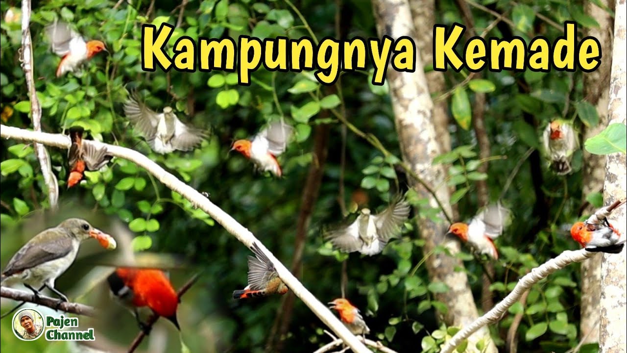 Mikat Burung Kemade Langsung Di Serbu Satu Kampung