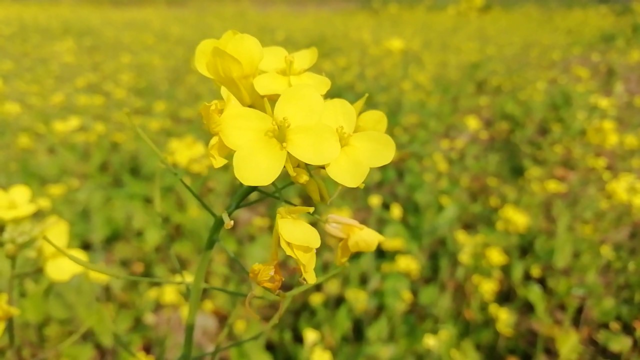 Yellow Flower Fields