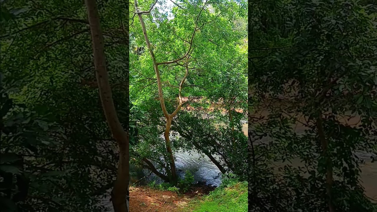 Beautiful River in Sri Lanka | Peaceful Nature Video