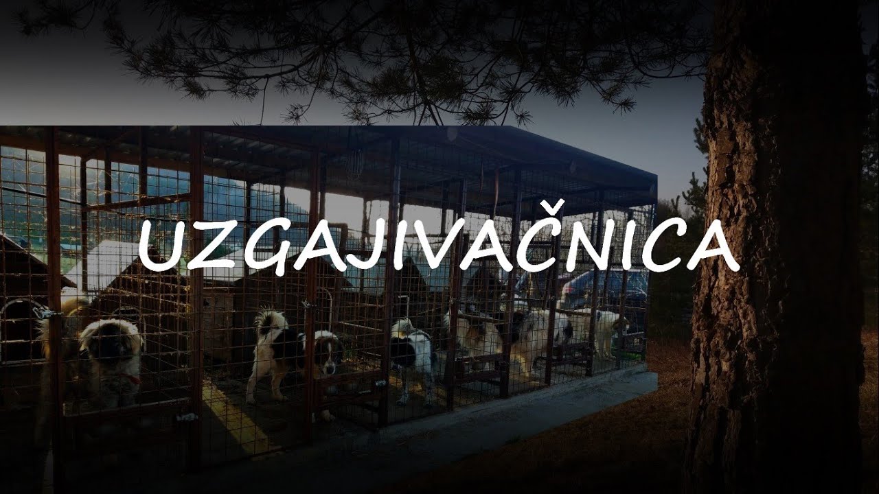 Uzgajivačnica tornjaka || Bilo jednom u Bežlji (Svemu dođe kraj)