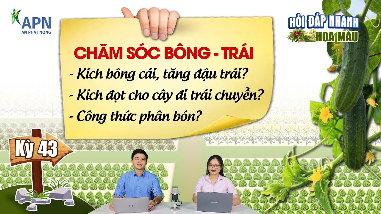 APN - KÍCH BÔNG & TĂNG ĐẬU TRÁI GIAI ĐOẠN MÙA MƯA