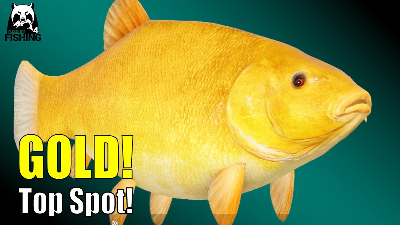 Russian Fishing 4 - Bärensee - 🎣 Goldschleie Top Spot! #rf4