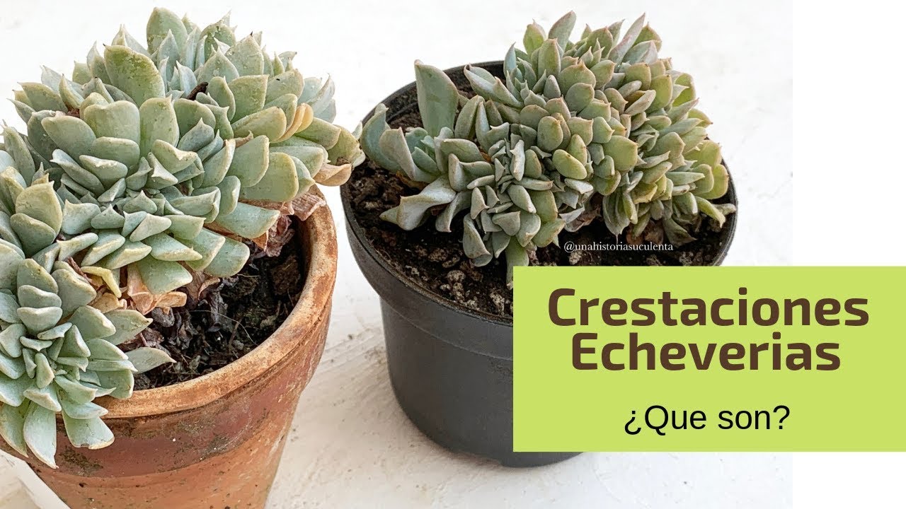 👩🏼‍🌾 Que Son las Crestaciones En Mis Suculentas