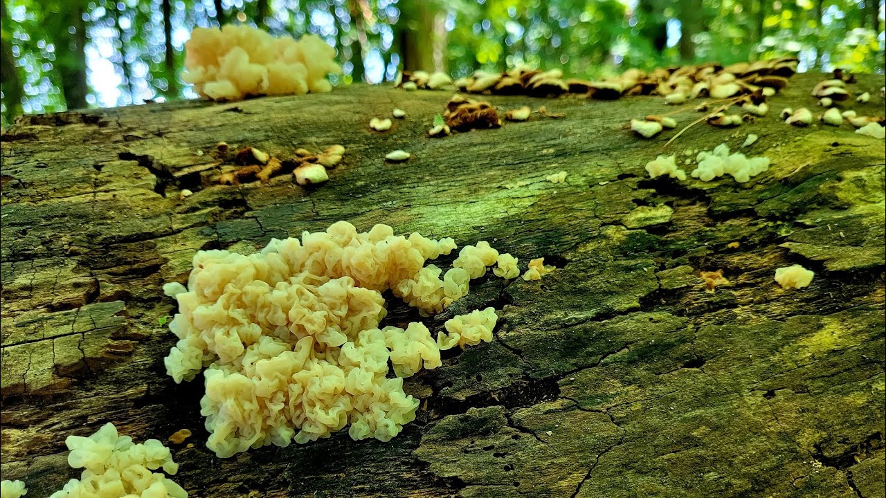 White jelly fungus | Wild edible mushrooms hunt ASMR | Nature sounds | Ductifera pululahuana