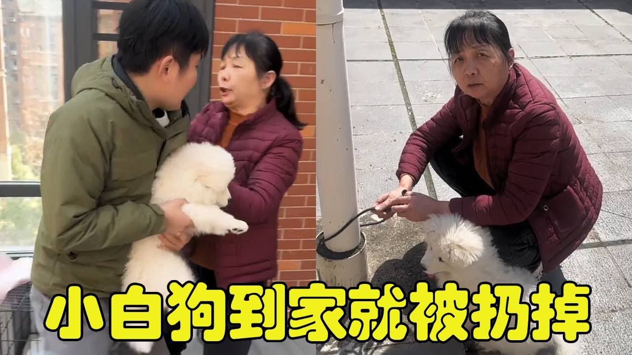 领养流浪大哥的小白狗第二天，被老妈扔出门外！我究竟该怎么办啊【勋勋】